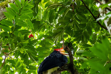 Rhinoceros hornbill Buceros rhinoceros perched in dense tree foliage under dappled light in Mount Leuser National Park North Sumatra Indonesia © Luiz Vieira