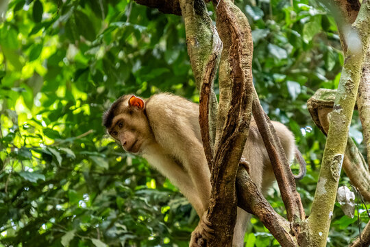 Southern pig-tailed macaque Macaca nemestrina climbing liana vine in Mount Leuser National Park North Sumatra Indonesia