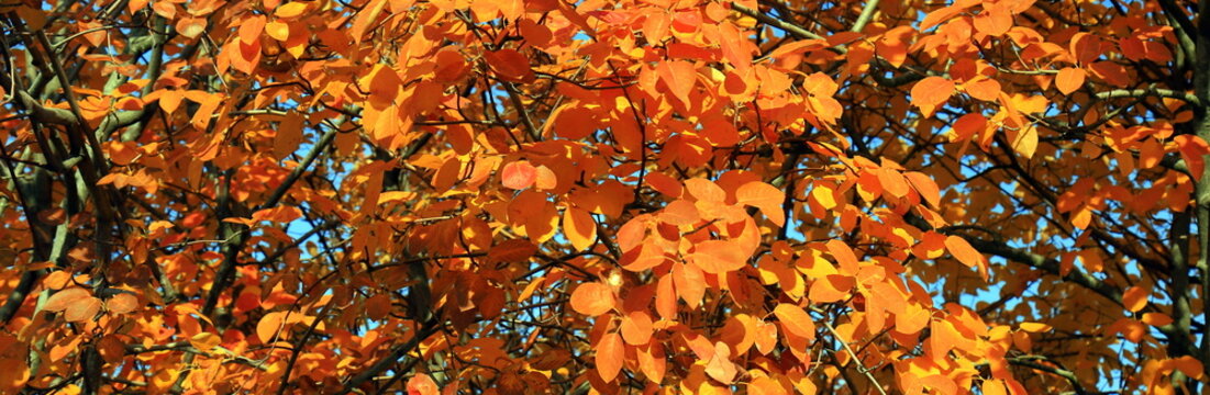 Autumn background with bright orange foliage of decorative Amelanchier lamarckii serviceberry tree with golden leaves