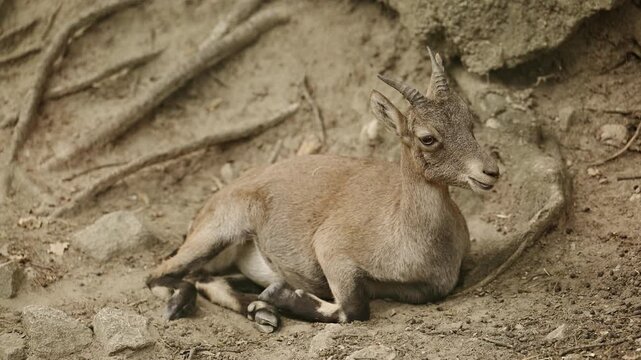 Mountain goat. Goat relax outdoor. Wild animal on summer. Wild animal in zoo. Mountain goat in wildlife. 4k footage