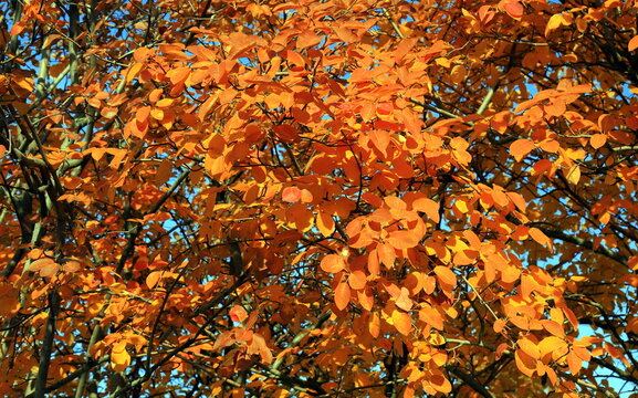 Autumn background with bright orange foliage of decorative Amelanchier lamarckii serviceberry tree with golden leaves