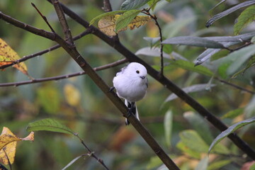 Long-tailed tit perched on a tree branch among autumn leaves in a natural forest environment © lukaszkaczaniuk