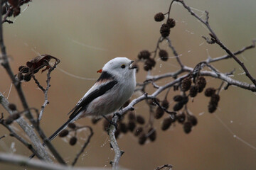 Long-tailed tit (Aegithalos caudatus) perched on a branch with alder cones, singing in autumn nature. © lukaszkaczaniuk