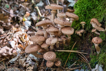 Opieńki (Armillaria) rosnące w skupisku na obumarłym drewnie w lesie. Dziko rosnące grzyby w naturalnym środowisku, przedstawiające leśną bioróżnorodność i jesienny sezon grzybobrania. © BMC