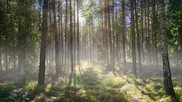 Las spowity mgłą, wysokie drzewa znikające w zamglonej przestrzeni. Spokojny, nastrojowy krajobraz leśny ukazujący tajemnicze piękno natury.