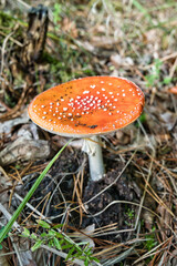Muchomor czerwony (Amanita muscaria) z charakterystycznym czerwonym kapeluszem i białymi kropkami rosnący na leśnym podłożu. Rozpoznawalny trujący grzyb w naturalnym środowisku, kojarzony z jesiennym  © BMC