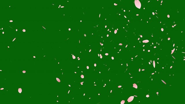 Falling pink cherry sakura flower petals motion graphic background overlay, realistic falling blossoms, rose petals or pink cherry blossoms blizzard flying on green background, 4k loop animation