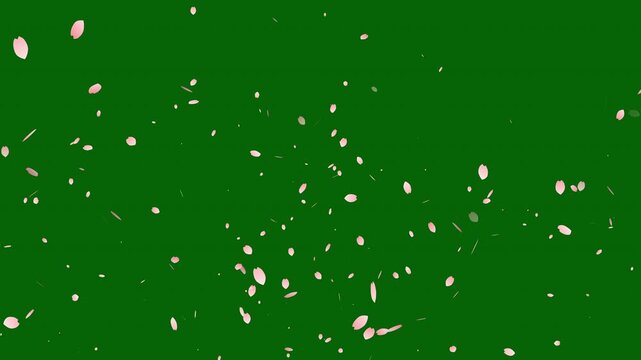 Falling pink cherry sakura flower petals motion graphic background overlay, realistic falling blossoms, rose petals or pink cherry blossoms blizzard flying on green background, 4k loop animation