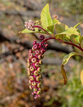 Close-up of ripening dark purple berries and pink stems of an American pokeweed (Phytolacca americana) plant in nature.