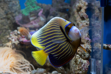 Emperor angelfish (pomacanthus imperator) swimming in coral reef  © DS light photography