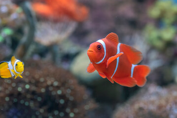 maroon clownfish (premnas biaculeatus) swimming in coral  © DS light photography
