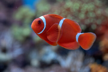 maroon clownfish (premnas biaculeatus) swimming in coral  © DS light photography