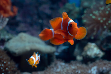 maroon clownfish (premnas biaculeatus) swimming in coral  © DS light photography