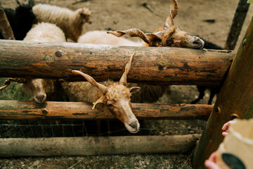 Multiple horned sheep looking through wooden fence at animal farm during daytime © Darius