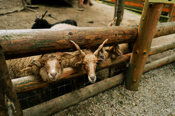 Several horned sheep looking through wooden fence at animal farm during daytime © Darius
