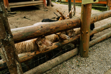 Flock of sheep and goats looking through wooden fence in farm during daylight © Darius