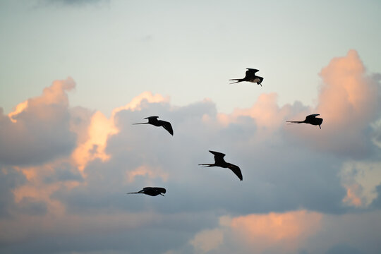 View of a flock of birds flying against a soft sunset sky with pink and orange clouds in Mexico.