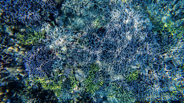 View of a vibrant coral reef with diverse coral formations and small tropical fish in the clear waters of Bubunan, Bali, Indonesia.