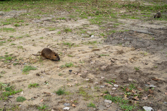 A brown nutria foraging on sandy ground with sparse green grass in a natural outdoor setting