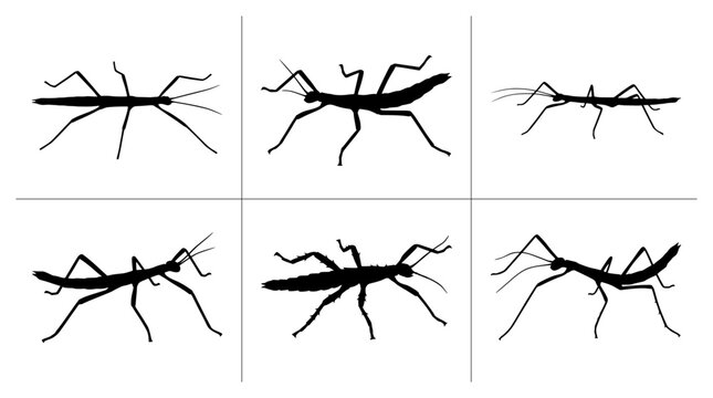 Stick insect silhouettes set with different poses, insect for nature and science