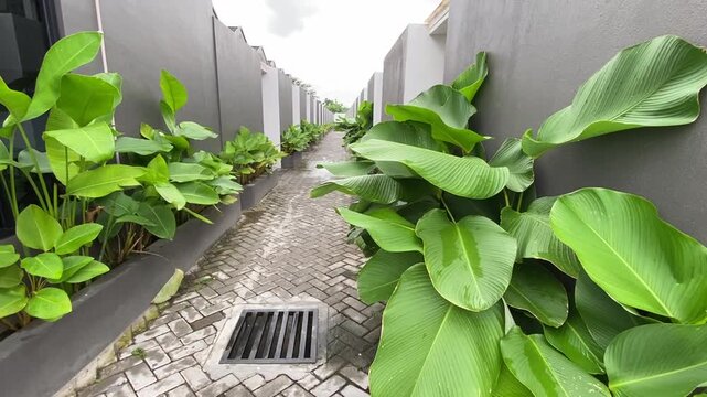 Lush green taro plants with broad leaves growing along paved outdoor villa walkway. Wide outdoor video of vibrant green broad-leaf taro plants planted beside a stone paved footpath in a modern tropica