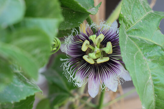 Exotic passion fruit flower blooming on a climbing vine with green leaves, showcasing intricate floral structure and tropical plant beauty, ideal for botanical, gardening and nature concepts