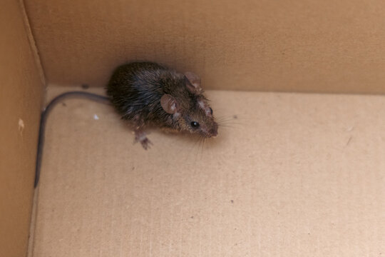 View of a small brown mouse sitting inside a plain cardboard box with visible paper texture and soft lighting, Pancevo, Serbia.