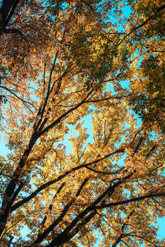 Sunlit golden leaves on diagonal tree branches under a blue sky