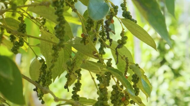 Green peppercorn clusters growing on pepper vine at pepper plantation in Phu Quoc island, Vietnam. Food cultivation and spice production. Agriculture and tropical organic farming