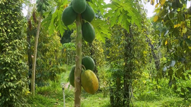 Papaya fruits grow on a tree in tropical plantation on Phu Quoc island, Vietnam. Food cultivation. Agriculture and tropical organic farming