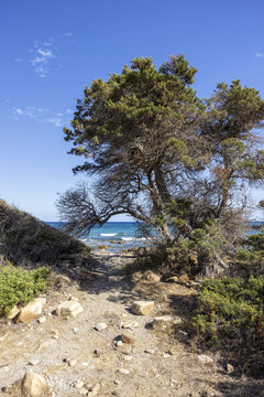 View of Oasi Biderosa with a path leading through a large juniper tree towards the turquoise sea in the Gulf of Orosei, Orosei, Sardegna, Italy.