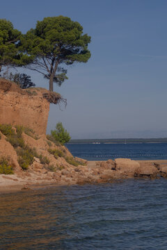 Famous Pine Tree on Eroded Coastal Cliff at Podbrizi Beach, Vrgada, Croatia