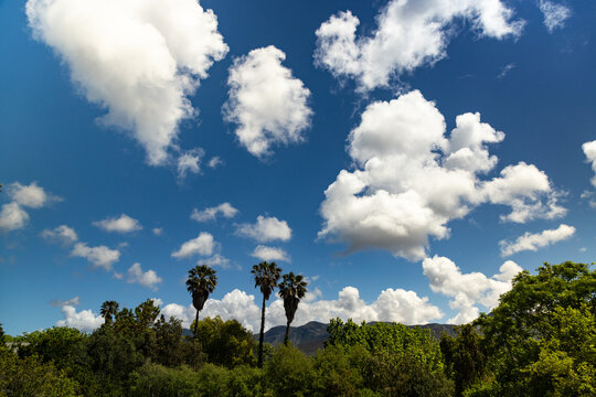 palm trees and beautiful white clouds against deep blue sky