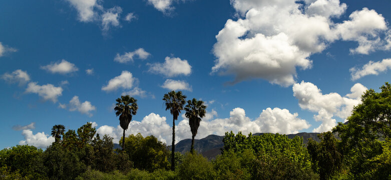palm trees and beautiful white clouds against deep blue sky