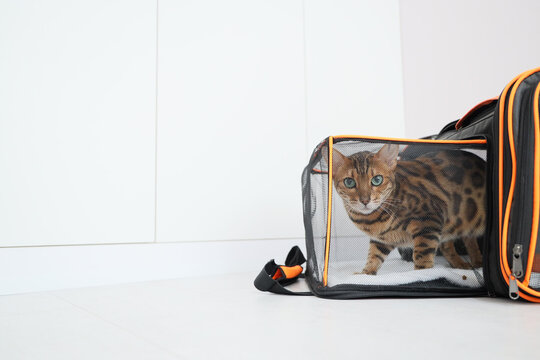 Frightened Bengal cat sitting inside a pet carrier with wide eyes and an alert expression, illustrating pet anxiety, animal transportation, veterinary visits and domestic cat behavior