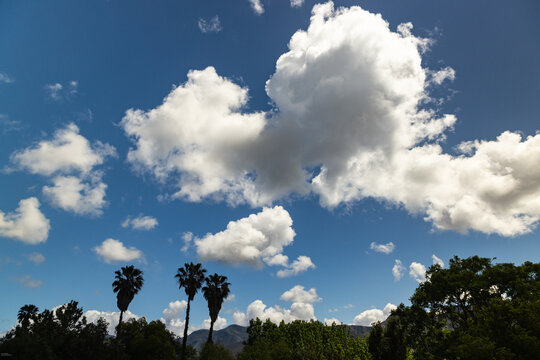 palm trees and beautiful white clouds against deep blue sky