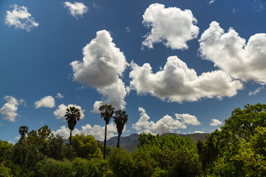 palm trees and beautiful white clouds against deep blue sky