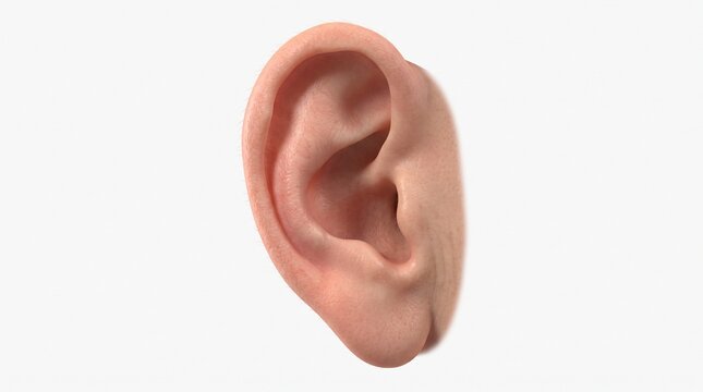 Detailed 3D medical illustration of an isolated human outer ear on a white background
