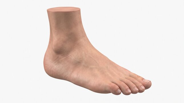 Realistic three-dimensional anatomical model of a human foot and lower ankle on white background