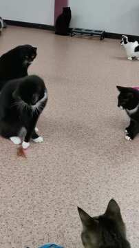 Cats sit and watch a hanging feather toy in an indoor room
