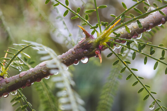 D&iacute;a de lluvia. Ramas y hojas de &aacute;rbol mojadas con gotas de agua colgando de las ramas