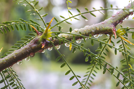 D&iacute;a de lluvia. Ramas y hojas de &aacute;rbol mojadas con gotas de agua colgando de las ramas