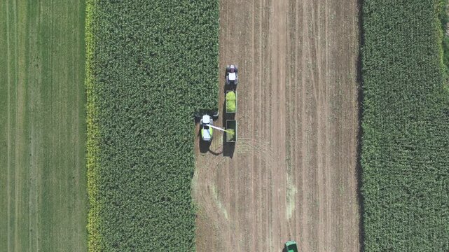 Aerial view of a forage harvester and tractor trailers harvesting corn silage in a field in Markersdorf, Saxony, Germany.