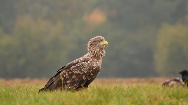 Der Seeadler beobachtet seine Umgebung 