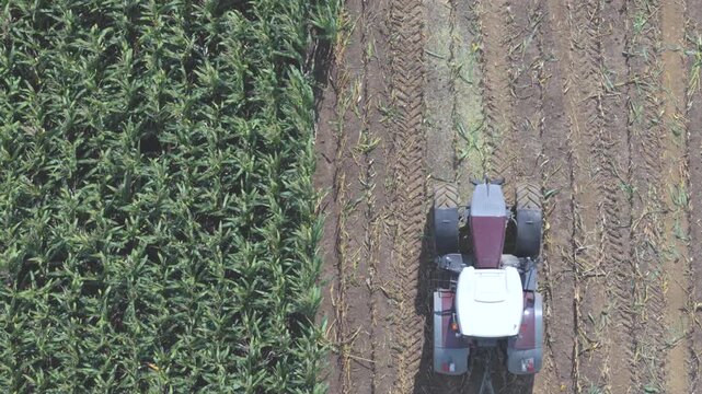 Aerial view of a forage harvester cutting corn in a field during the harvest season in Markersdorf, Saxony, Germany.