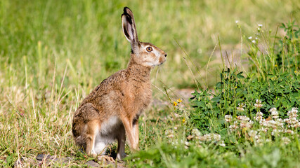 rabbit in the grass © lazalnik