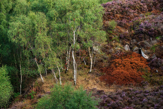 Stunning Peak District landscape from Surprise View with vibrant heather and dappled sunlight over the hills