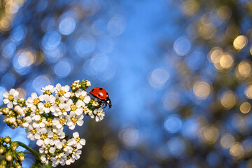 Ladybug on White Wildflowers with Blue Bokeh Background, Spring Nature Macro © bluejeansw