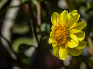yellow dahlia in full bloom with a striking orange button center, sharp high-resolution macro shot with rich natural light and a beautifully blurred green background  © Mario