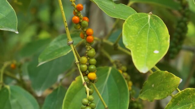 Green and ripening orange pepper berries grow in clusters on pepper vine at farm in Phu Quoc, Vietnam. Peppercorn cultivation, spice production, tropical agriculture, Vietnamese farming